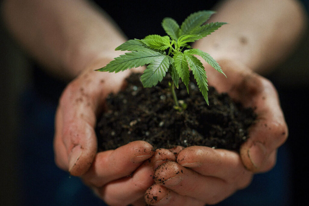 Hemp 101: All You Need to Know About Hemp